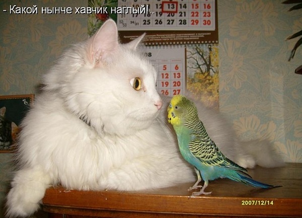 Одноклассники социальная сеть